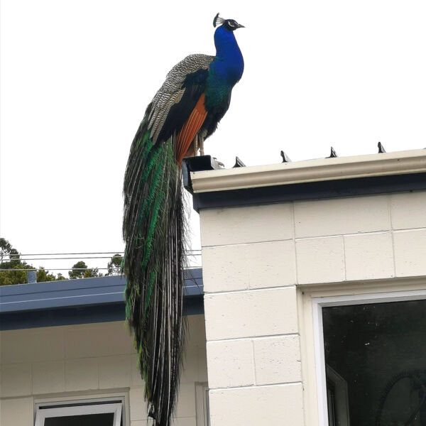 SUPPORTERS Thumbnail